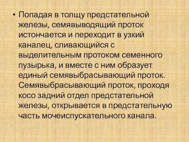 Попадая в толщу предстательной железы, семявыводящий проток истончается и переходит в