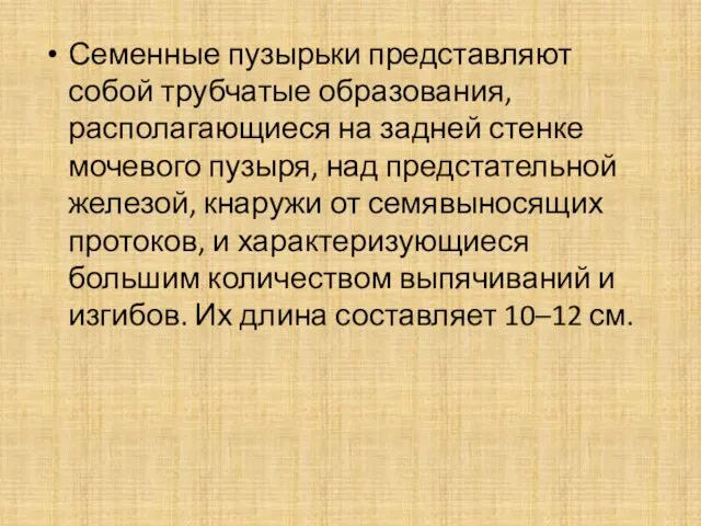 Семенные пузырьки представляют собой трубчатые образования, располагающиеся на задней стенке мочевого