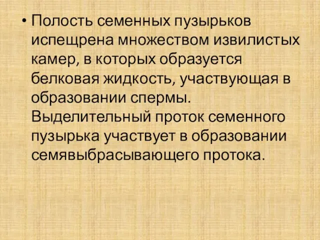 Полость семенных пузырьков испещрена множеством извилистых камер, в которых образуется белковая