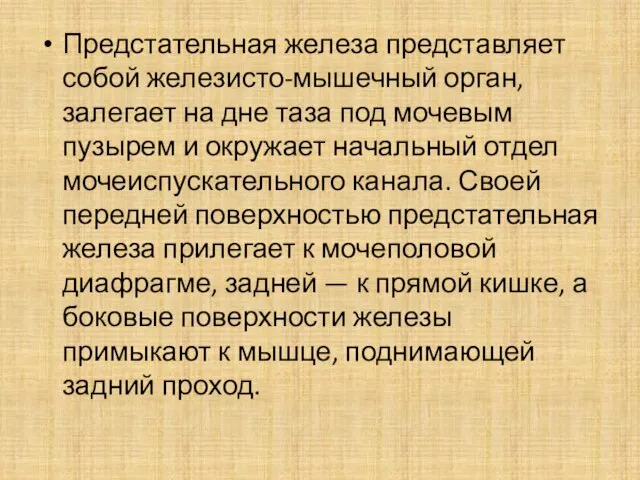 Предстательная железа представляет собой железисто-мышечный орган, залегает на дне таза под