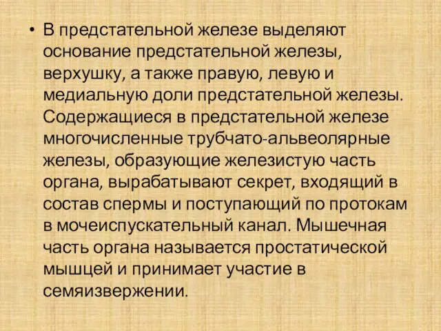 В предстательной железе выделяют основание предстательной железы, верхушку, а также правую,