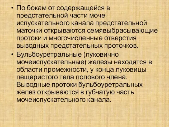 По бокам от содержащейся в предстательной части моче-испускательного канала предстательной маточки