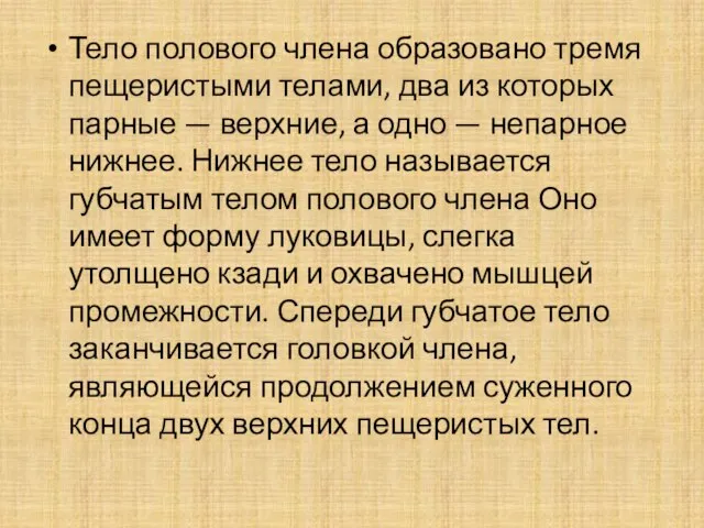 Тело полового члена образовано тремя пещеристыми телами, два из которых парные