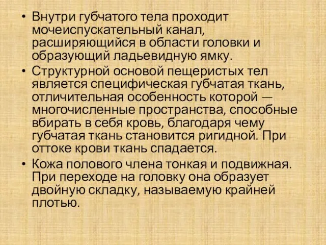 Внутри губчатого тела проходит мочеиспускательный канал, расширяющийся в области головки и