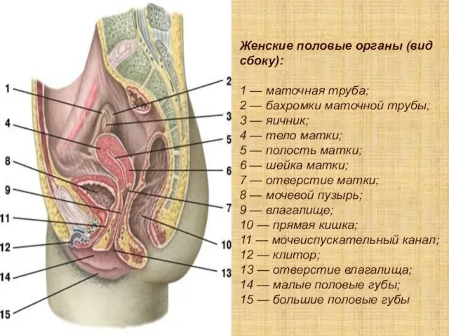 Женские половые органы (вид сбоку): 1 — маточная труба; 2 —