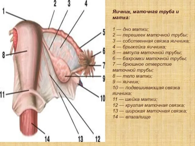 Яичник, маточная труба и матка: 1 — дно матки; 2 —