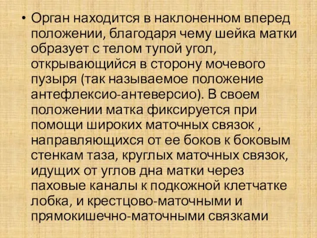 Орган находится в наклоненном вперед положении, благодаря чему шейка матки образует