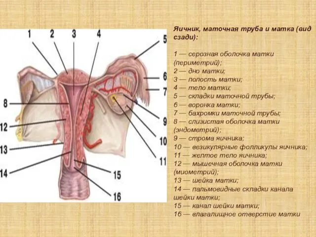 Яичник, маточная труба и матка (вид сзади): 1 — серозная оболочка