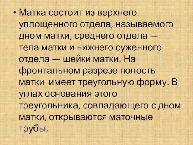 Матка состоит из верхнего уплощенного отдела, называемого дном матки, среднего отдела