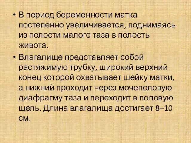 В период беременности матка постепенно увеличивается, поднимаясь из полости малого таза