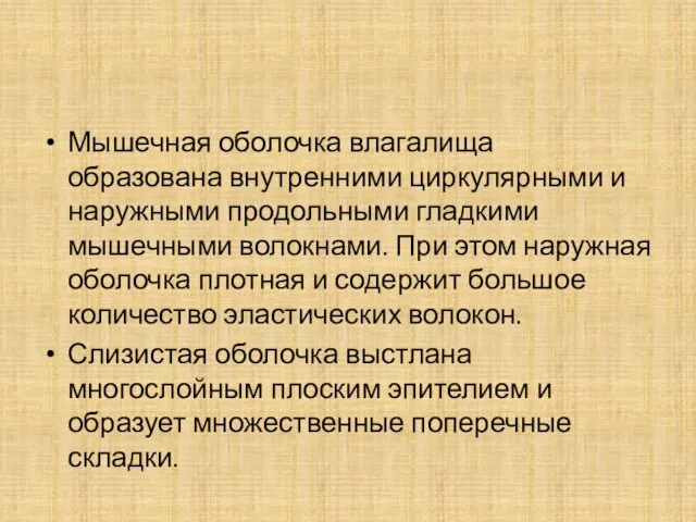 Мышечная оболочка влагалища образована внутренними циркулярными и наружными продольными гладкими мышечными