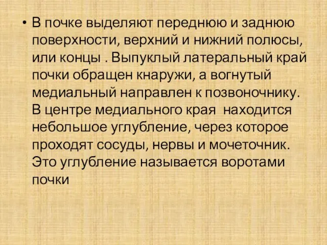 В почке выделяют переднюю и заднюю поверхности, верхний и нижний полюсы,