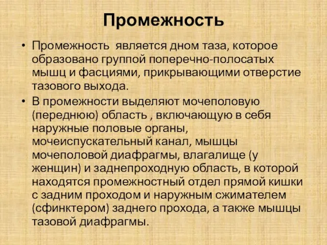 Промежность Промежность является дном таза, которое образовано группой поперечно-полосатых мышц и