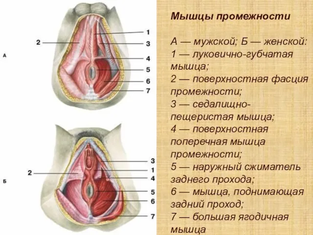 Мышцы промежности А — мужской; Б — женской: 1 — луковично-губчатая