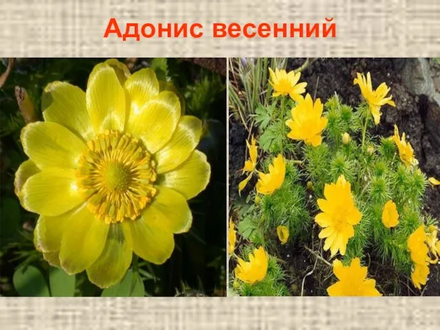 Адонис весенний