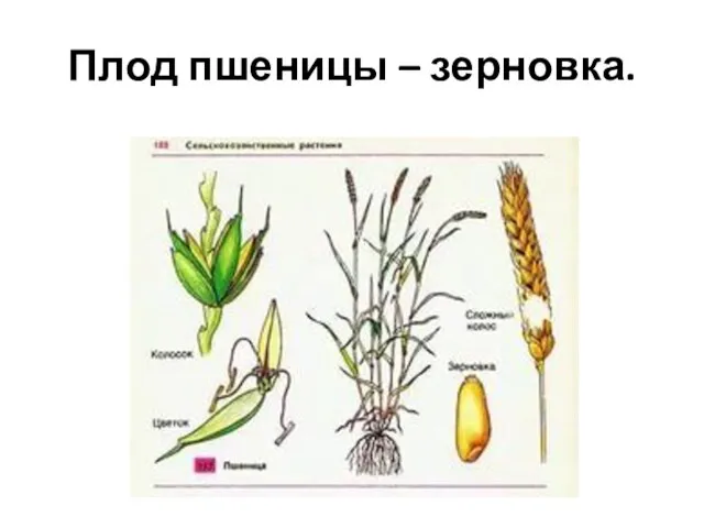 Плод пшеницы – зерновка.