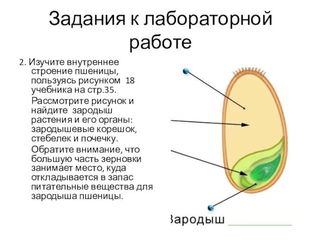 Задания к лабораторной работе 2. Изучите внутреннее строение пшеницы, пользуясь рисунком