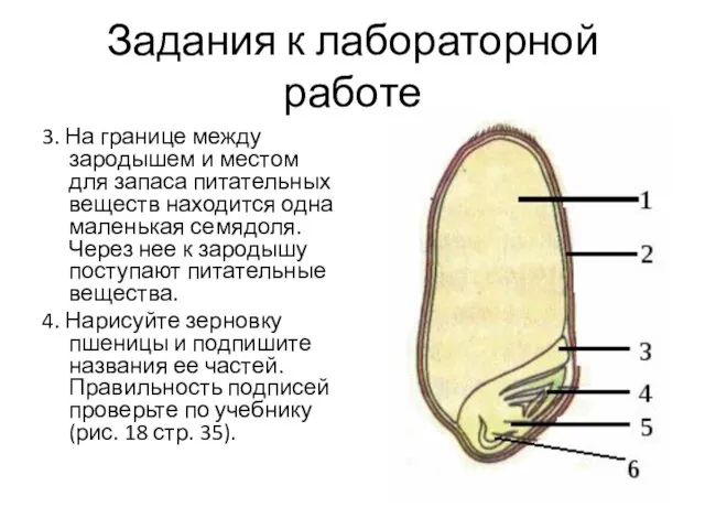 Задания к лабораторной работе 3. На границе между зародышем и местом