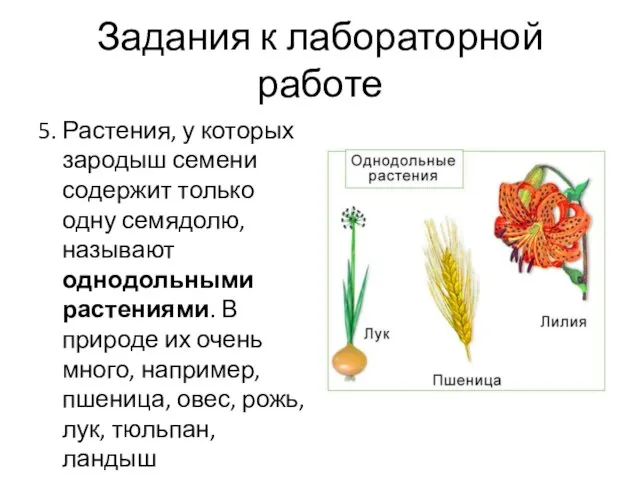 Задания к лабораторной работе 5. Растения, у которых зародыш семени содержит