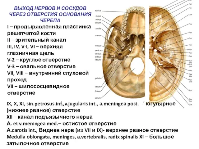 ВЫХОД НЕРВОВ И СОСУДОВ ЧЕРЕЗ ОТВЕРСТИЯ ОСНОВАНИЯ ЧЕРЕПА I – продырявленная