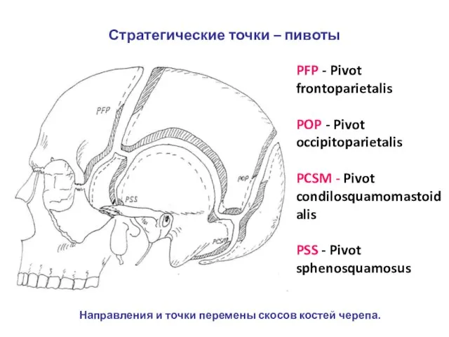 PFP - Pivot frontoparietalis POP - Pivot occipitoparietalis PCSM - Pivot