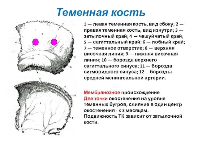 1 — левая теменная кость, вид сбоку; 2 — правая теменная