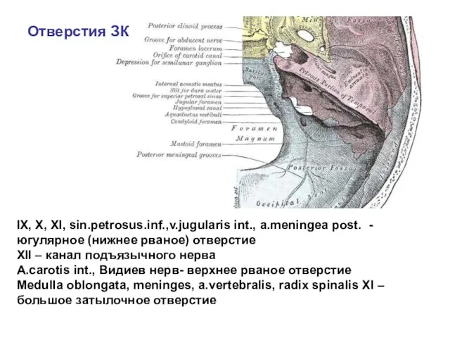 IX, X, XI, sin.petrosus.inf.,v.jugularis int., a.meningea post. - югулярное (нижнее рваное)