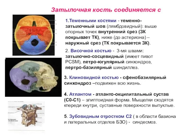 3. Клиновидной костью - сфенобазилярный синхондроз –подвижен всю жизнь. 4. Атлантом