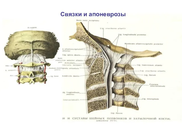 Связки и апоневрозы