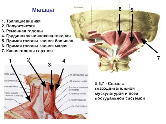 1. Трапециевидная 2. Полуостистая 3. Ременная головы 4. Грудиноключичнососцевидная 5. Прямая