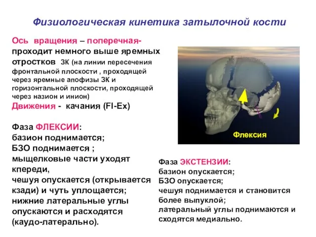 Физиологическая кинетика затылочной кости Ось вращения – поперечная- проходит немного выше