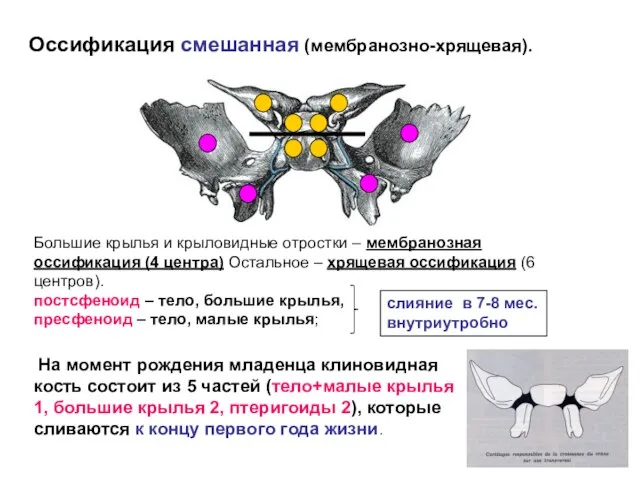 Оссификация смешанная (мембранозно-хрящевая). Большие крылья и крыловидные отростки – мембранозная оссификация