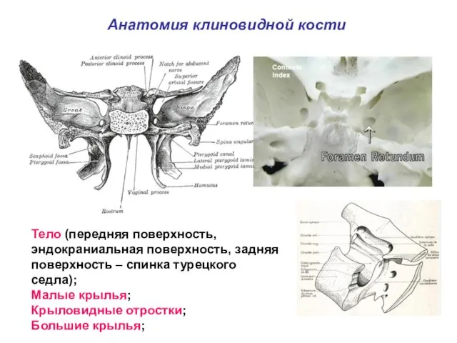 Тело (передняя поверхность, эндокраниальная поверхность, задняя поверхность – спинка турецкого седла);