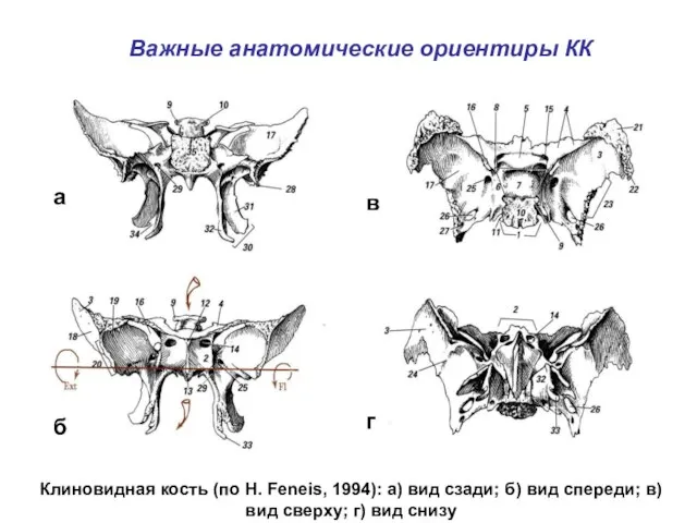 Важные анатомические ориентиры КК Клиновидная кость (по H. Feneis, 1994): а)