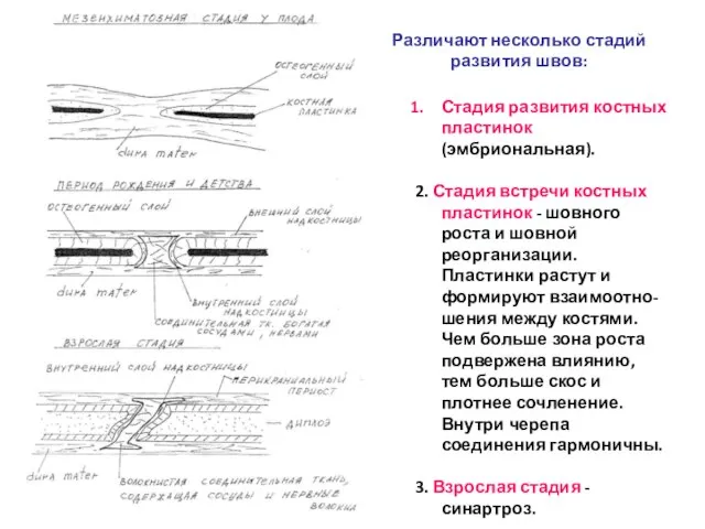 Стадия развития костных пластинок (эмбриональная). 2. Стадия встречи костных пластинок -