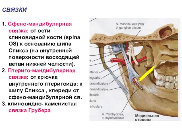 СВЯЗКИ 1. Сфено-мандибулярная связка: от ости клиновидной кости (spina OS) к