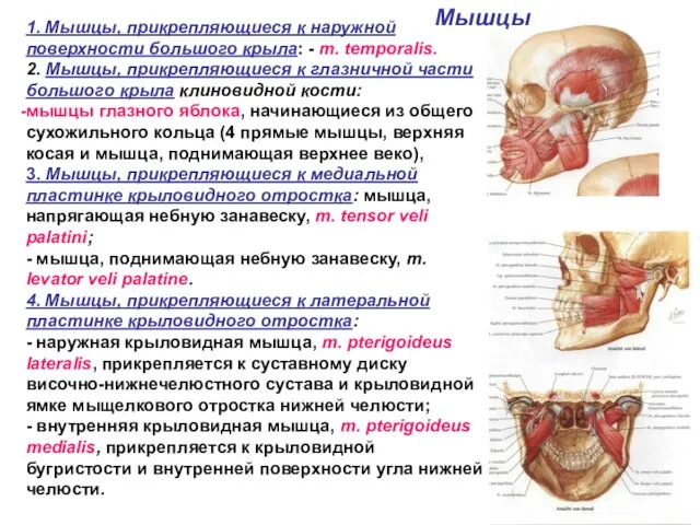 1. Мышцы, прикрепляющиеся к наружной поверхности большого крыла: - m. temporalis.