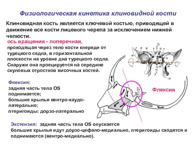 Физиологическая кинетика клиновидной кости Клиновидная кость является ключевой костью, приводящей в