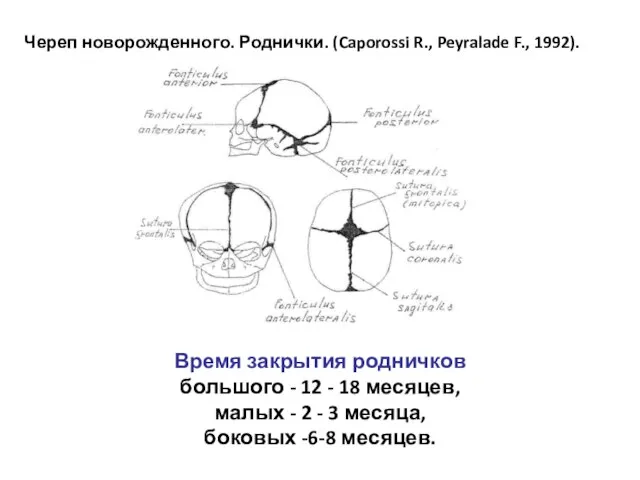 Череп новорожденного. Роднички. (Caporossi R., Peyralade F., 1992). Время закрытия родничков