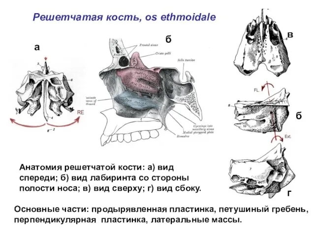 Решетчатая кость, os ethmoidale Анатомия решетчатой кости: а) вид спереди; б)