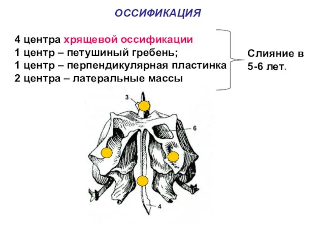 ОССИФИКАЦИЯ 4 центра хрящевой оссификации 1 центр – петушиный гребень; 1