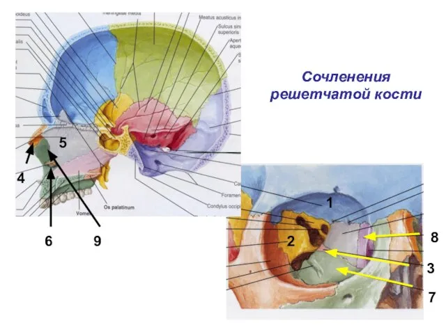 Сочленения решетчатой кости Сочленения решетчатой кости 1 2 3 8 7 4 5 6 9