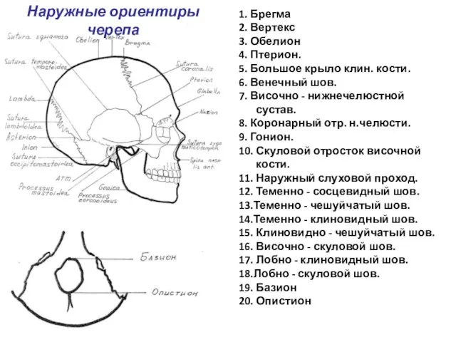 Наружные ориентиры черепа 1. Брегма 2. Вертекс 3. Обелион 4. Птерион.