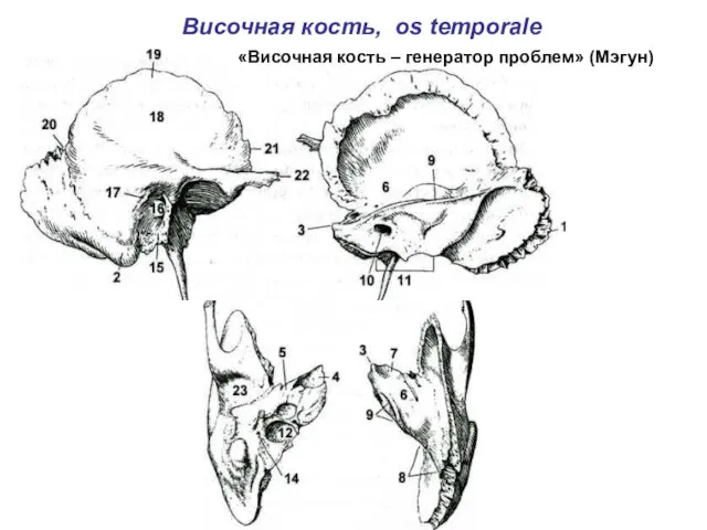 Височная кость, os temporale «Височная кость – генератор проблем» (Мэгун)