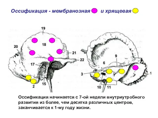 Оссификация - мембранозная и хрящевая Оссификация - мембранозная и хрящевая Оссификация