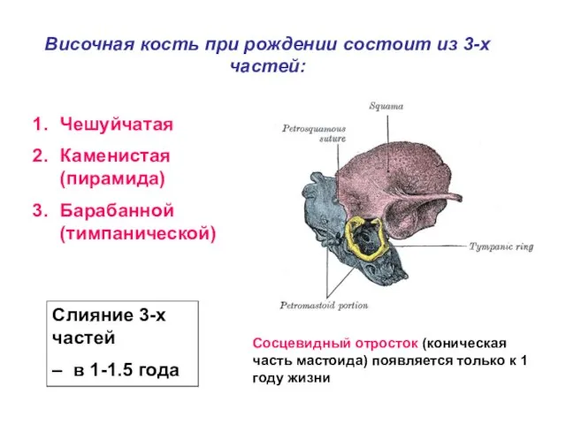 Височная кость при рождении состоит из 3-х частей: Чешуйчатая Каменистая (пирамида)
