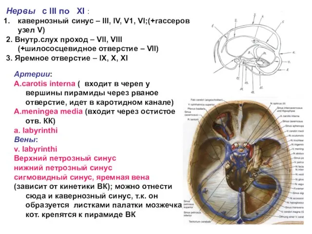 Нервы с III по XI : кавернозный синус – III, IV,