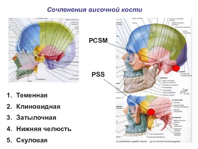 Сочленения височной кости PCSM PSS Теменная Клиновидная Затылочная Нижняя челюсть Скуловая