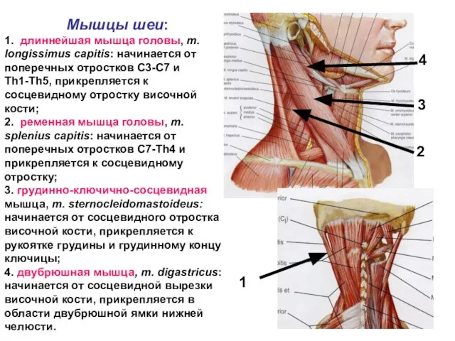 Мышцы шеи: 1. длиннейшая мышца головы, m. longissimus capitis: начинается от