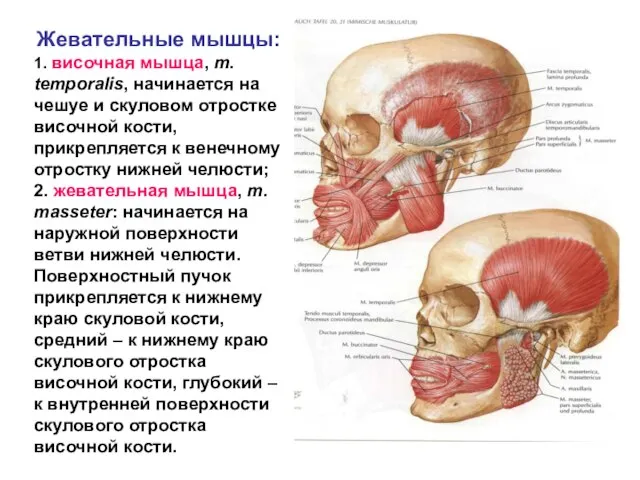 Жевательные мышцы: 1. височная мышца, m. temporalis, начинается на чешуе и